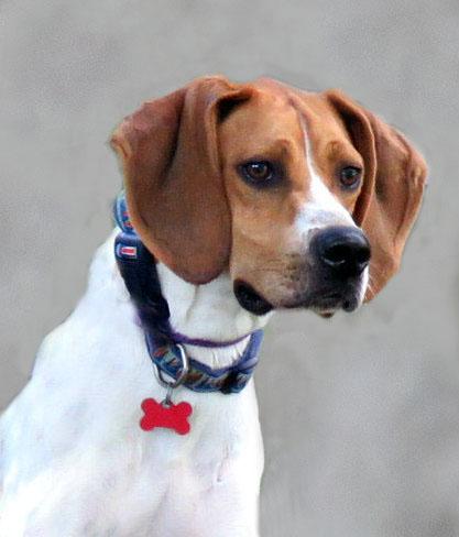 Enlarge Stanley, a Adoptable mixed breed in Lexington, VA image 4/4