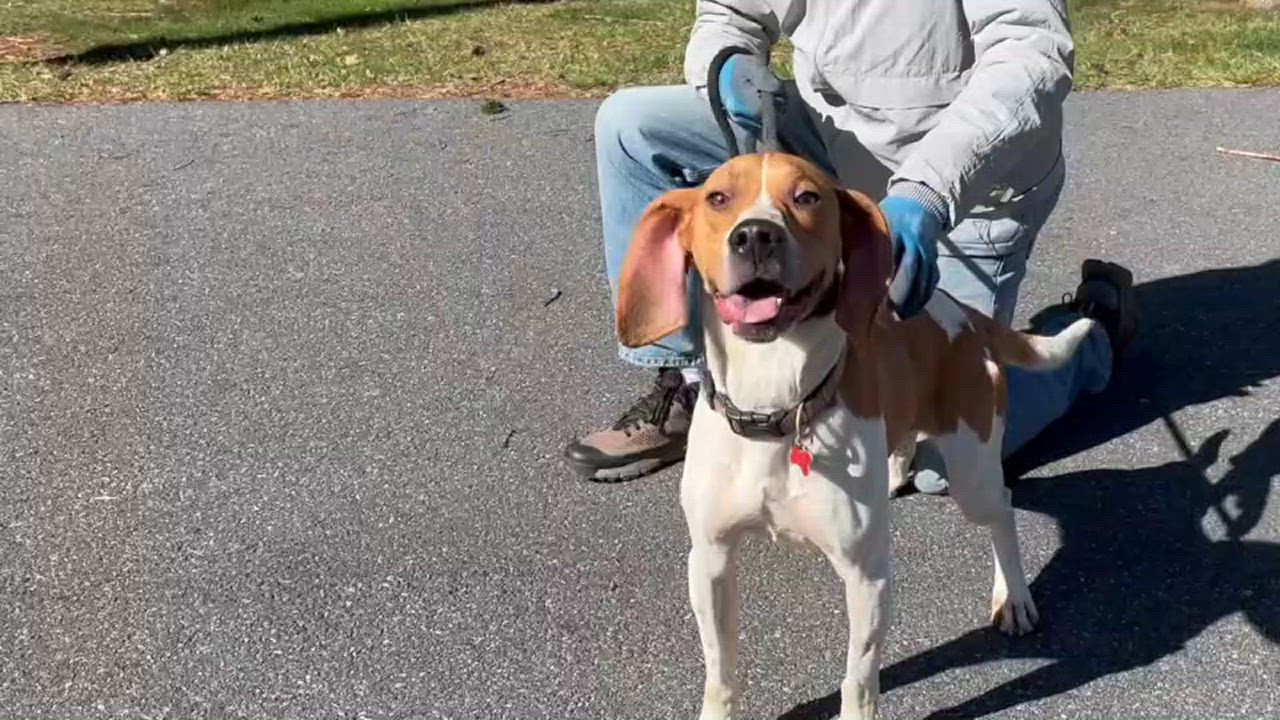 Enlarge Stanley, a Adoptable mixed breed in Lexington, VA video 2/2