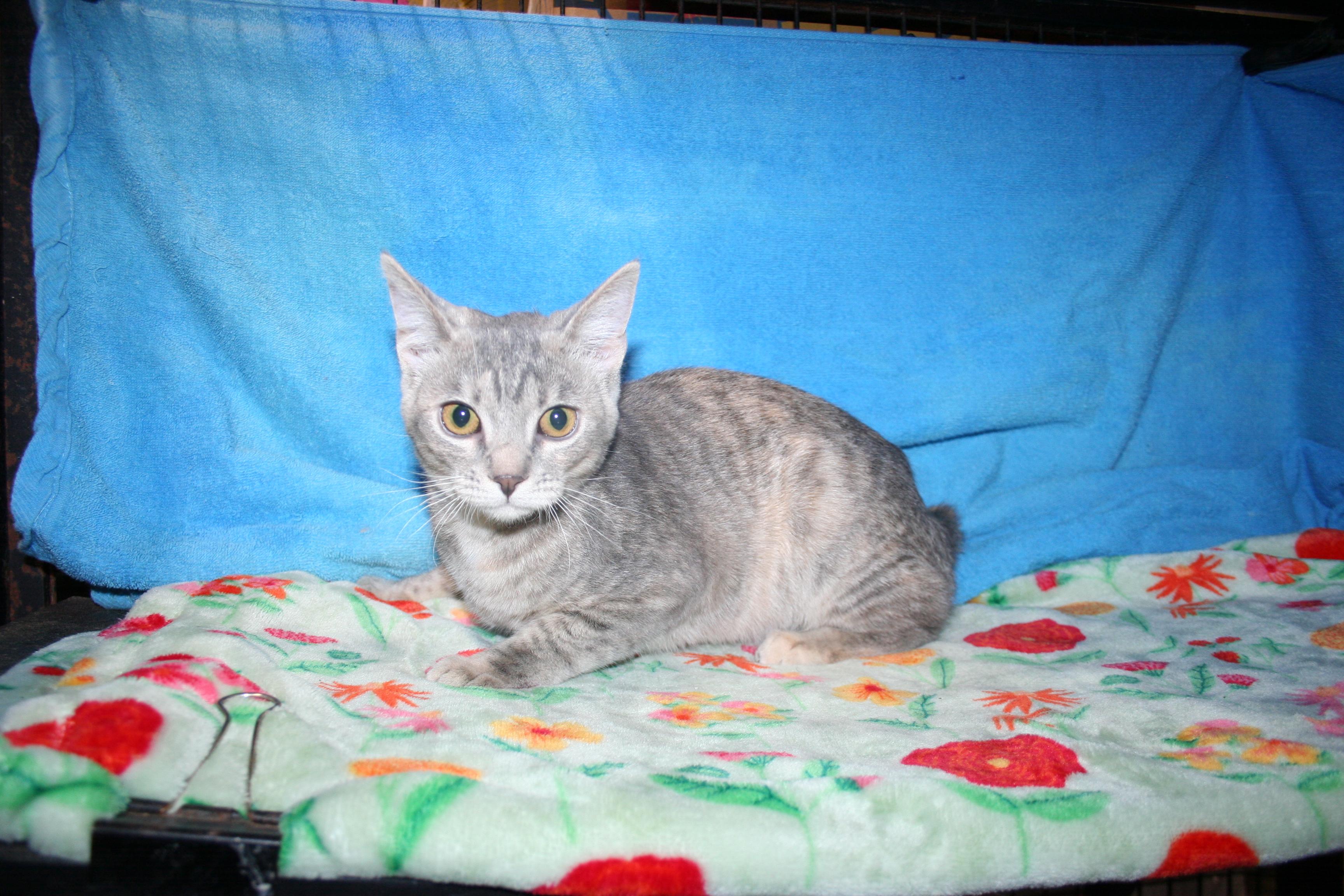 Cotton - ADOPTION PENDING , Adoptable, Kitten Female Dilute Tortoiseshell & Manx.