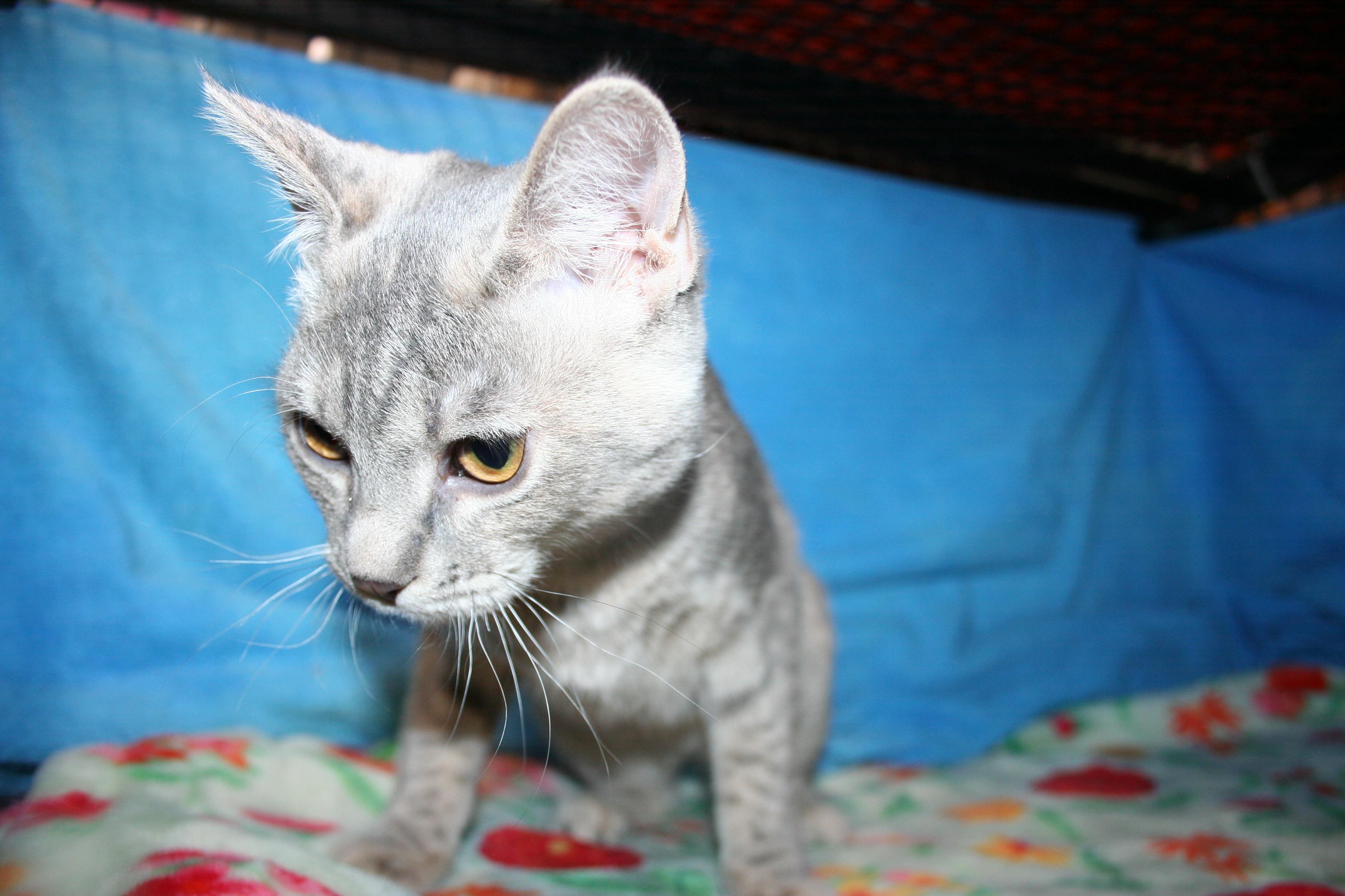 Cotton - ADOPTION PENDING , a Adoptable mixed breed in Howell, MI image 4/6