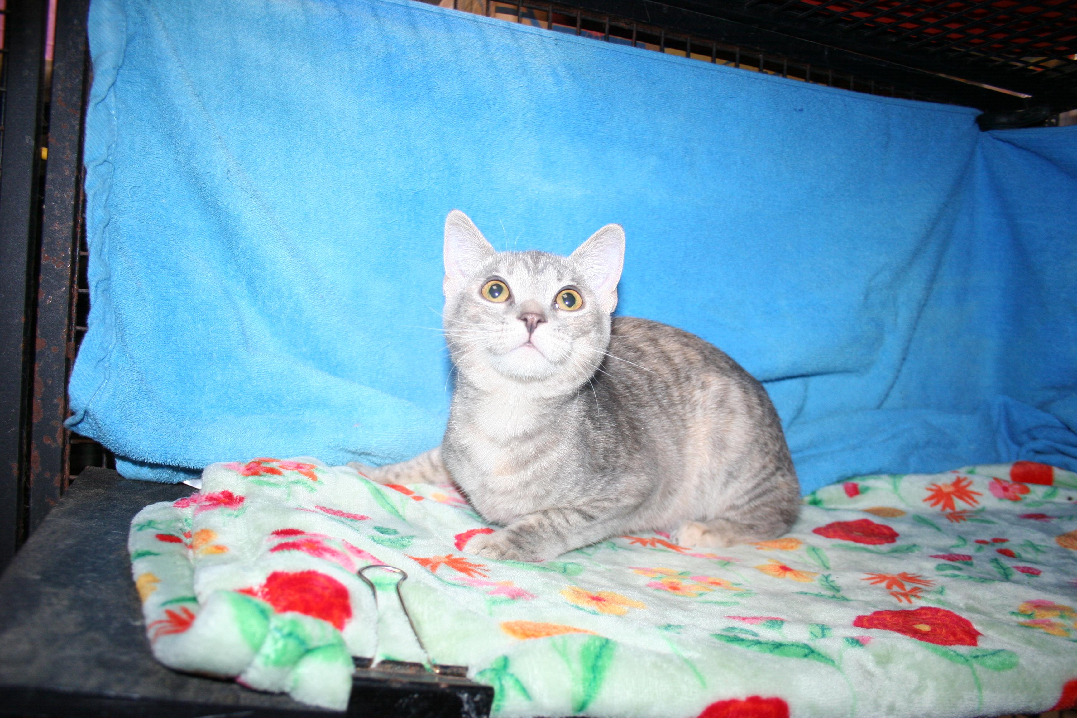 Cotton - ADOPTION PENDING , a Adoptable mixed breed in Howell, MI image 2/6