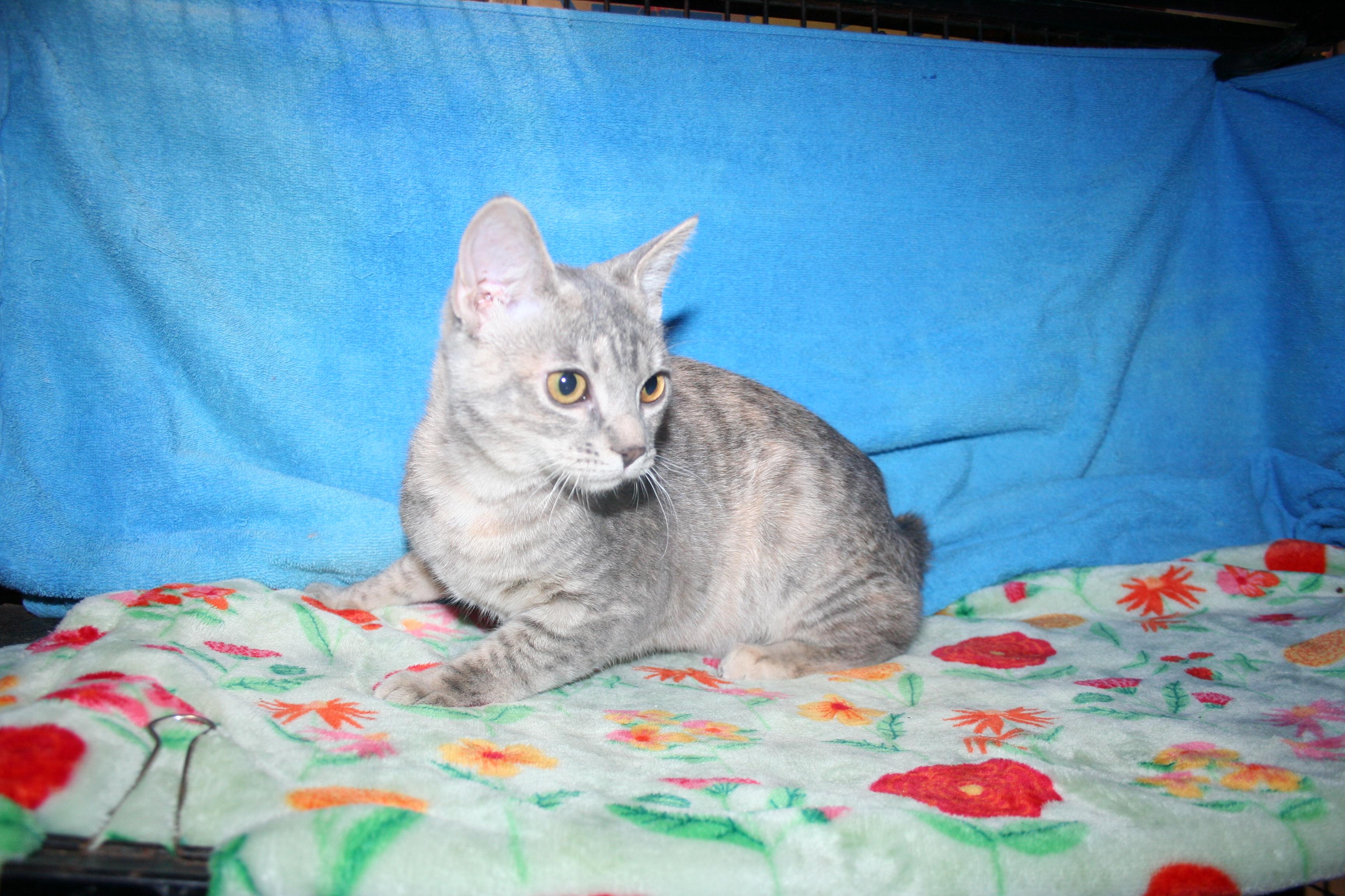 Cotton - ADOPTION PENDING , a Adoptable mixed breed in Howell, MI image 5/6