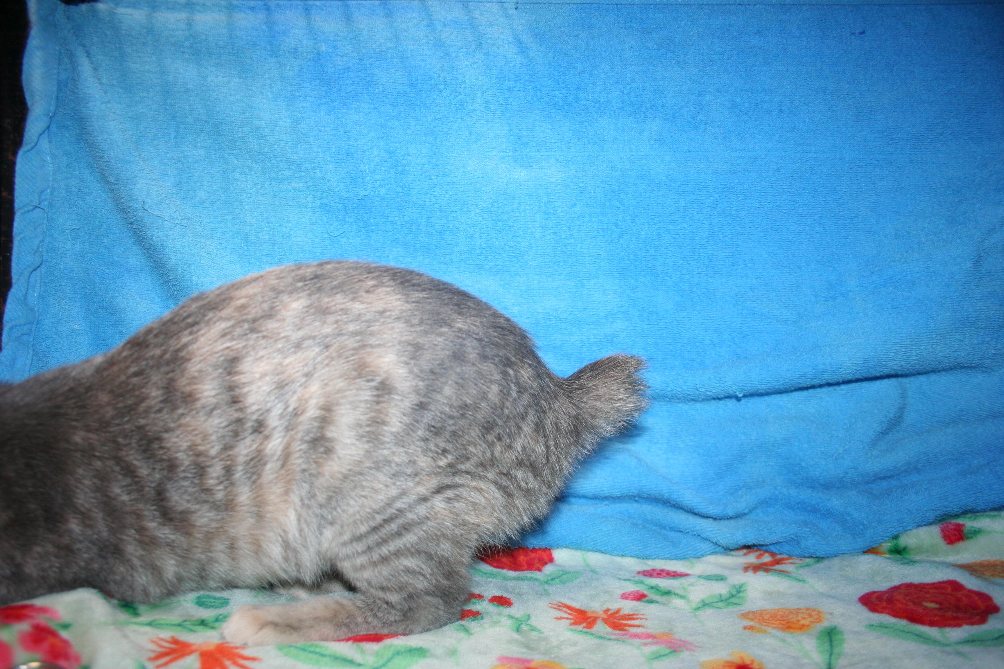 Cotton - ADOPTION PENDING , a Adoptable mixed breed in Howell, MI image 6/6