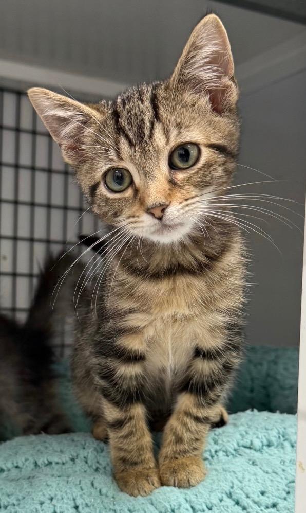 Boo, Adoptable, Kitten Female Domestic Short Hair.