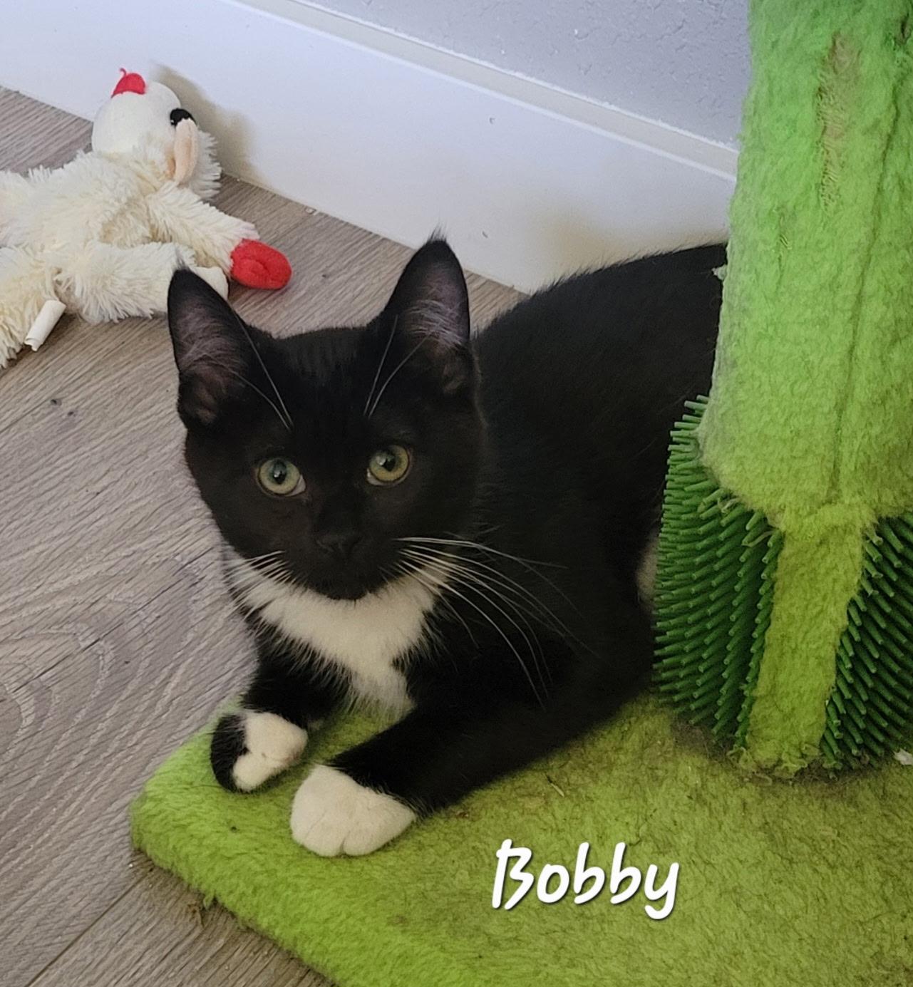 Bobby, ADOPTABLE, Kitten Female Domestic Short Hair.