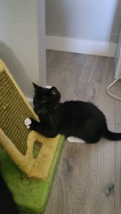 Enlarge Bobby, a ADOPTABLE Domestic Short Hair in Bonney Lake, WA video 1/5