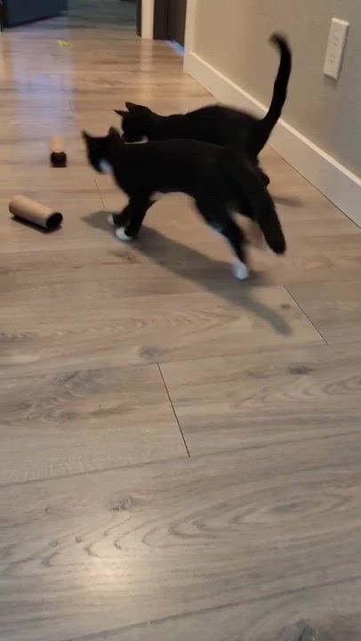 Enlarge Bobby, a ADOPTABLE Domestic Short Hair in Bonney Lake, WA video 3/5