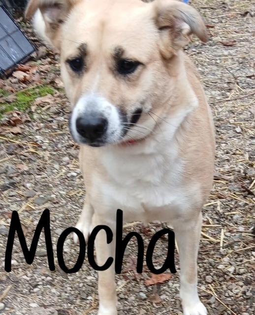 MOCHA, Adoptable, Young Female Labrador Retriever & Great Pyrenees.