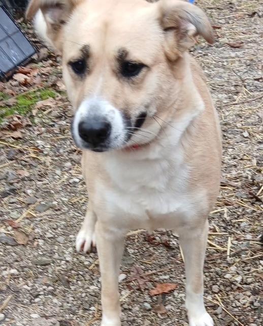 MOCHA, Adoptable, Young Female Great Dane & Great Pyrenees.