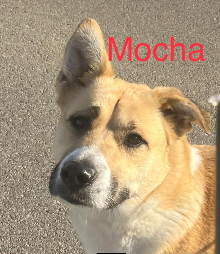 Enlarge MOCHA, a Adoptable mixed breed in Princeton, IN image 2/3