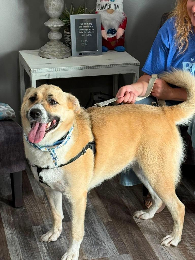 Enlarge MOCHA, a Adoptable mixed breed in Princeton, IN image 4/5