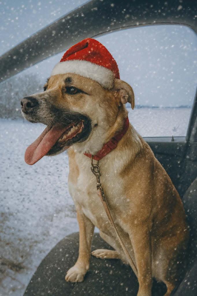 Enlarge MOCHA, a Adoptable mixed breed in Princeton, IN image 3/3
