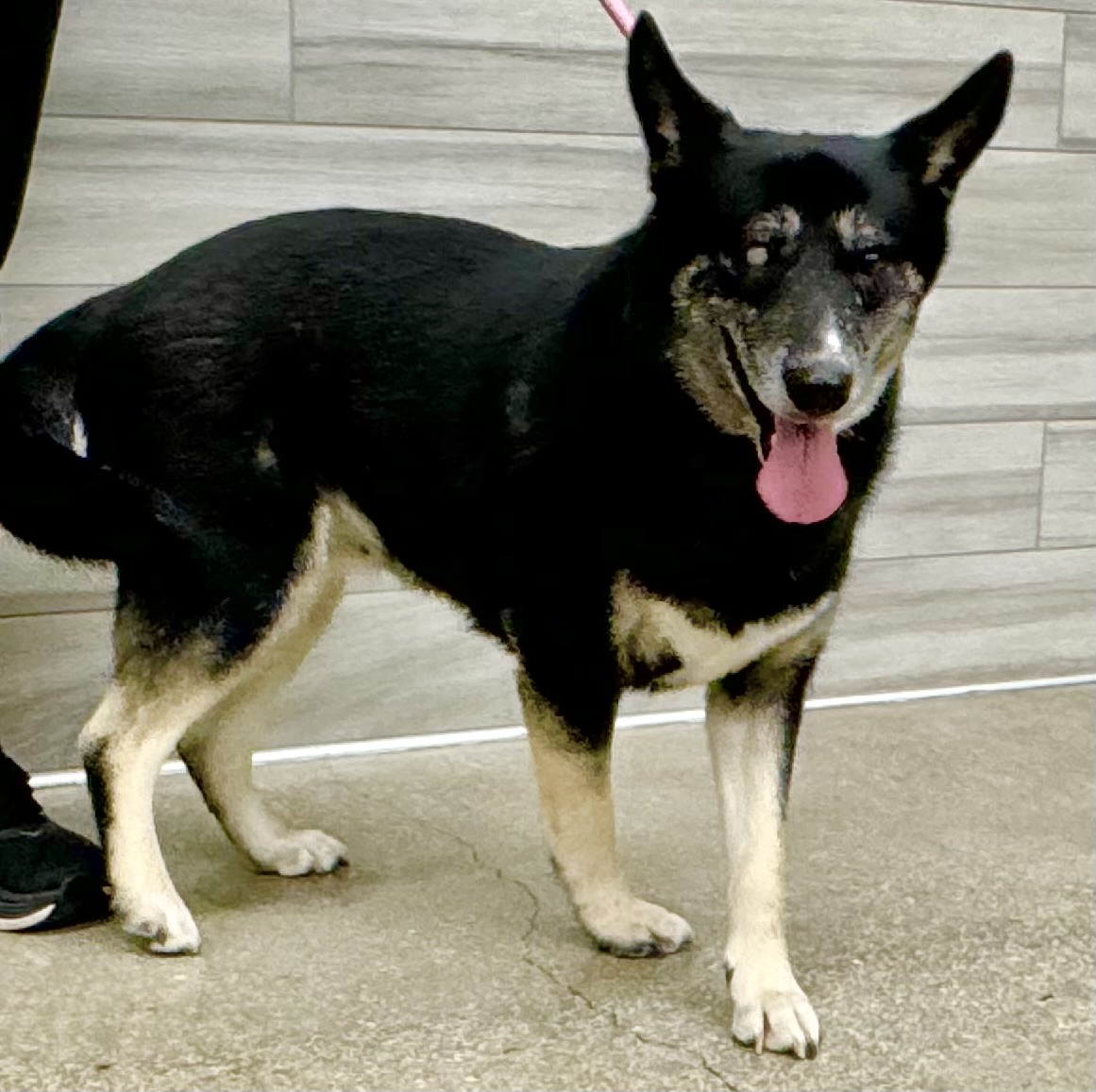 Paola, a Adoptable mixed breed in Schertz, TX image 1/6