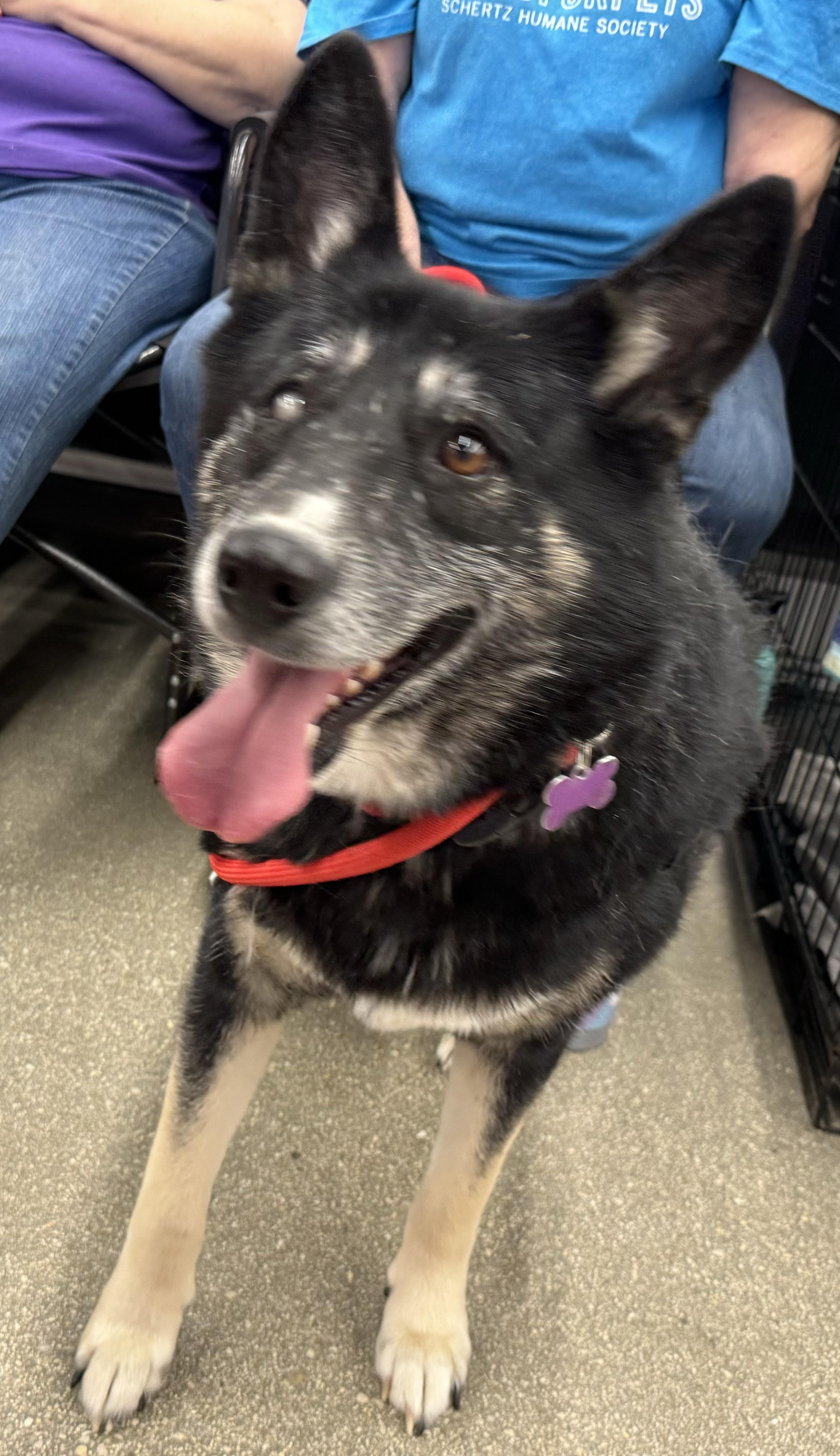 Paola, a Adoptable mixed breed in Schertz, TX image 2/6