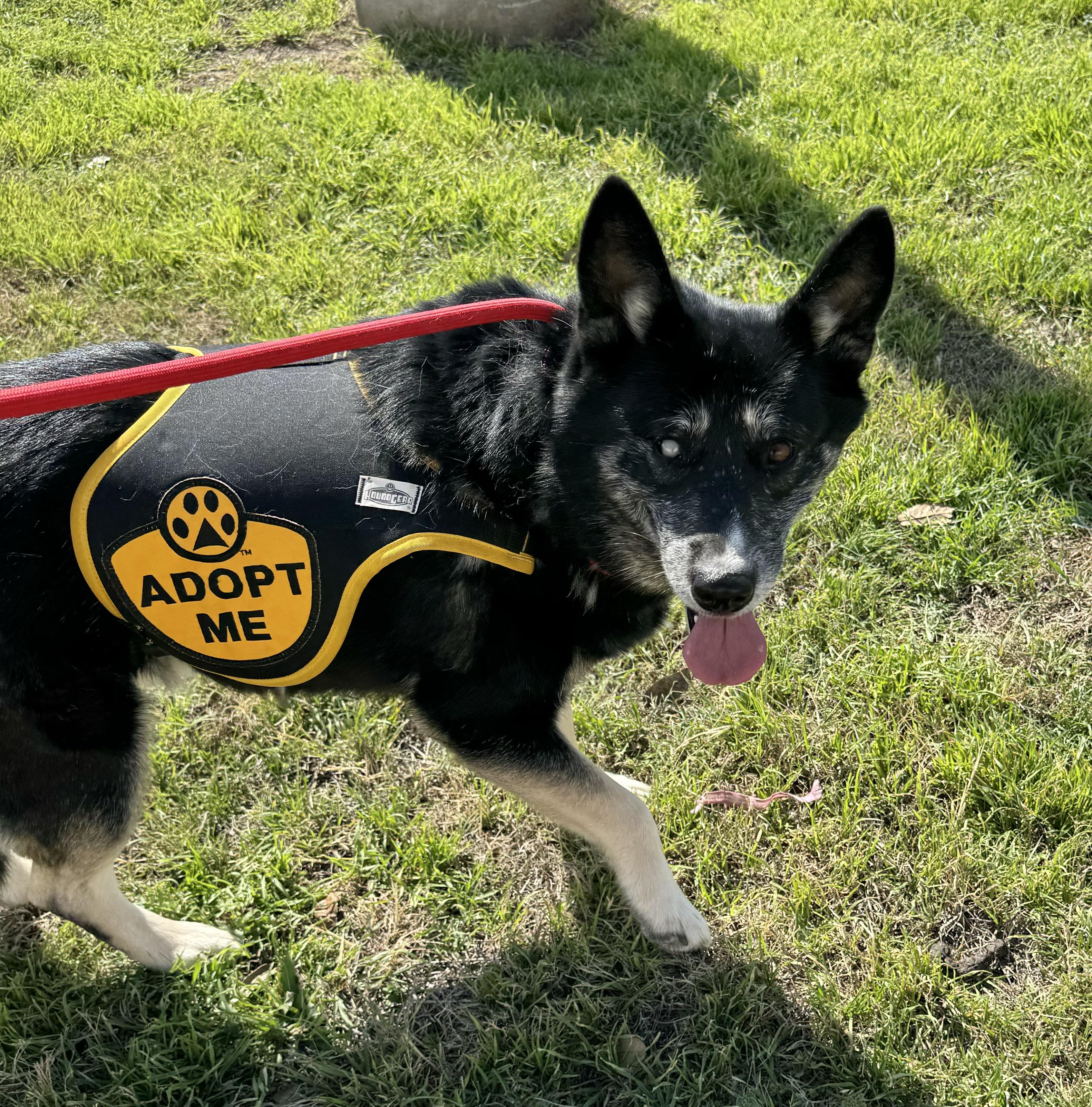 Paola, a Adoptable mixed breed in Schertz, TX image 3/6