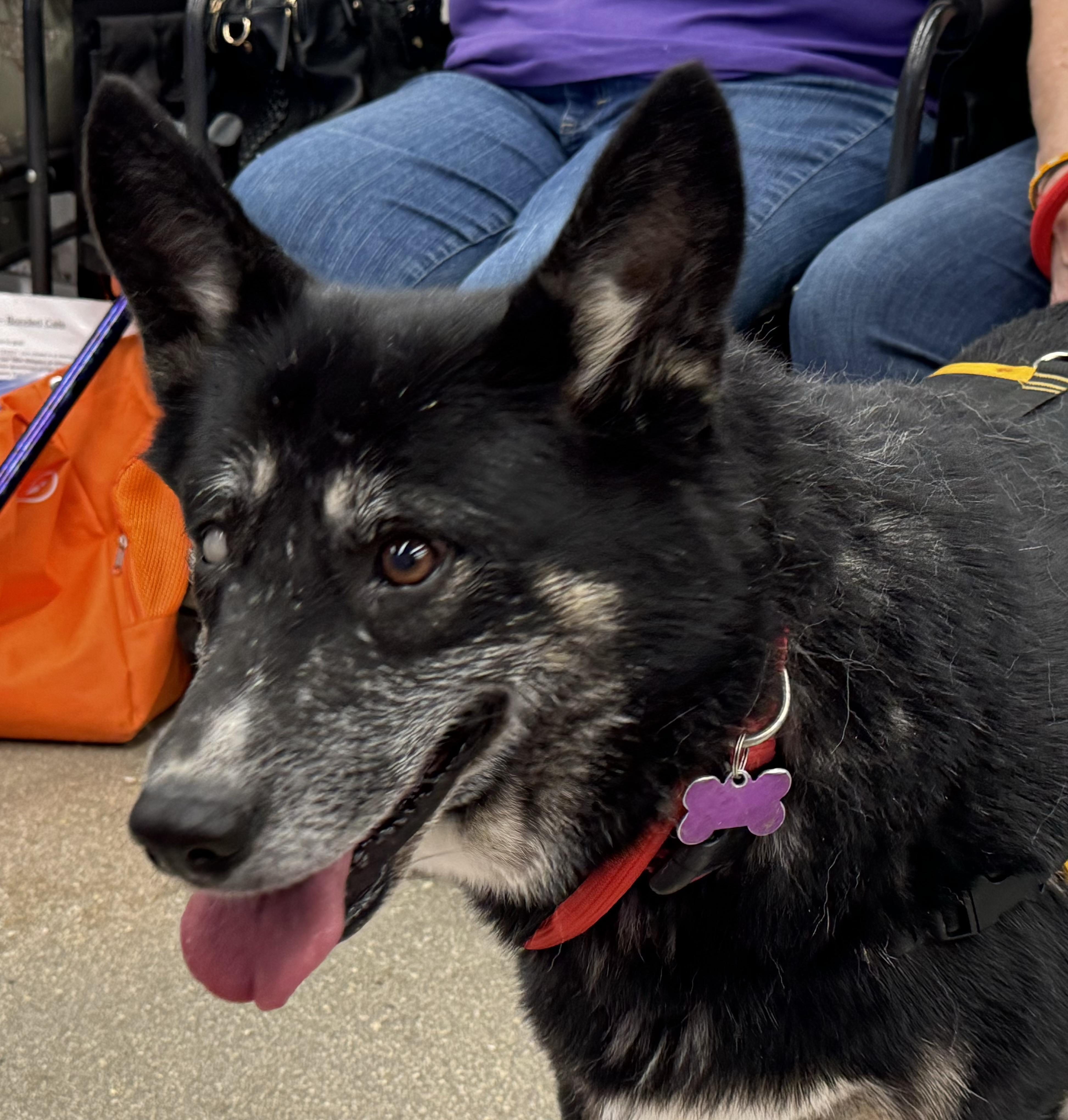 Paola, a Adoptable mixed breed in Schertz, TX image 4/6
