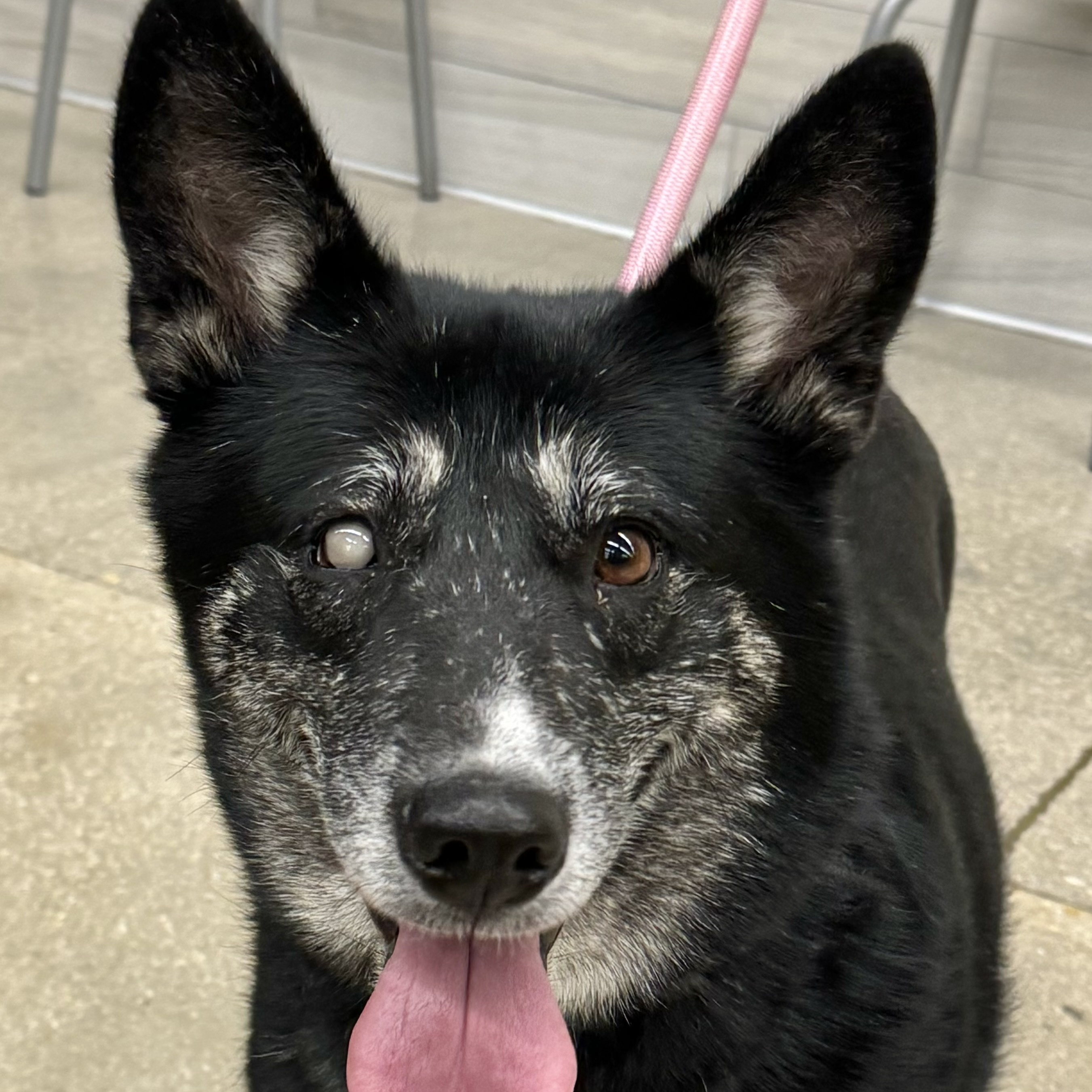 Paola, a Adoptable mixed breed in Schertz, TX image 5/6