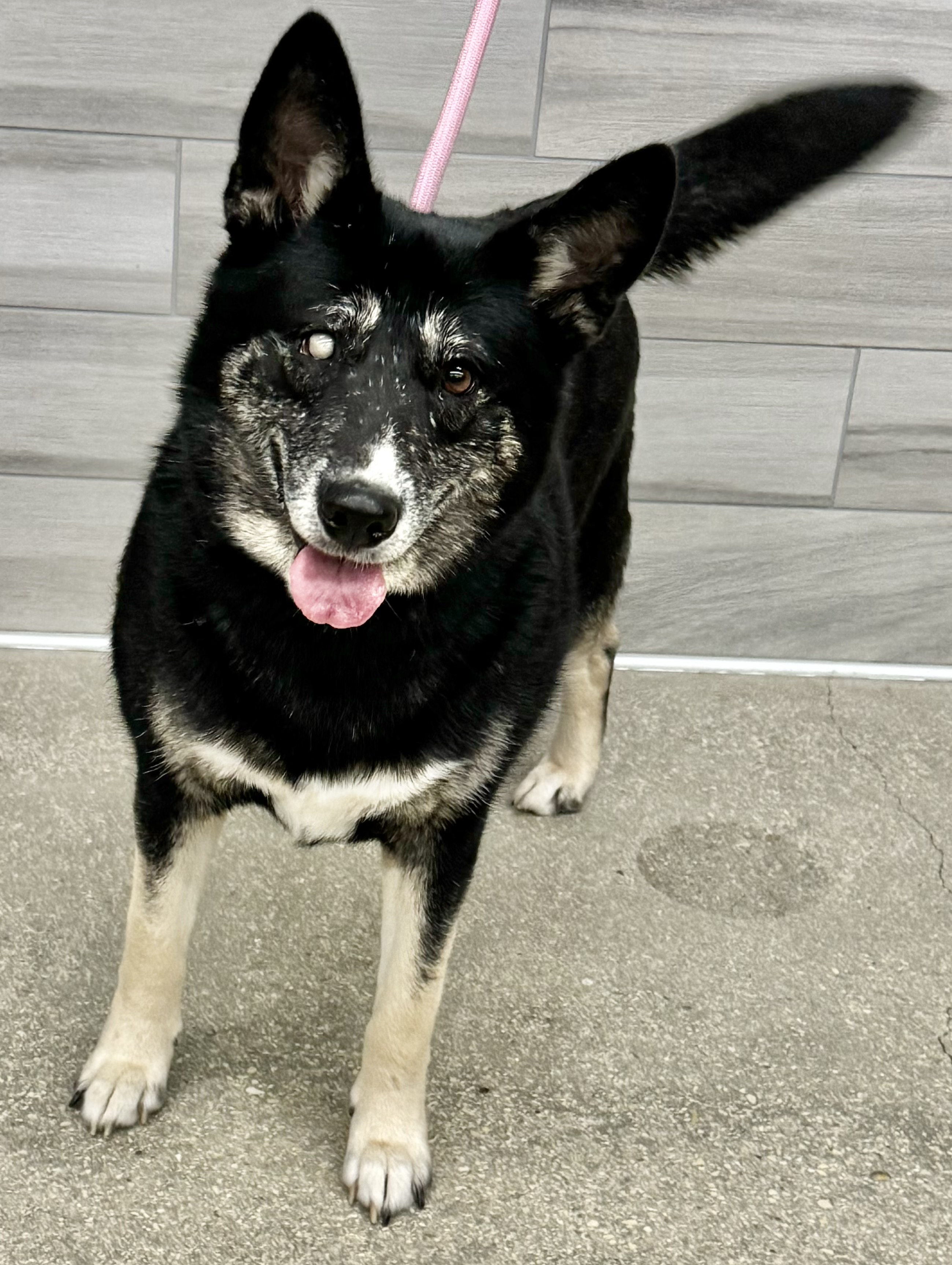 Paola, a Adoptable mixed breed in Schertz, TX image 6/6