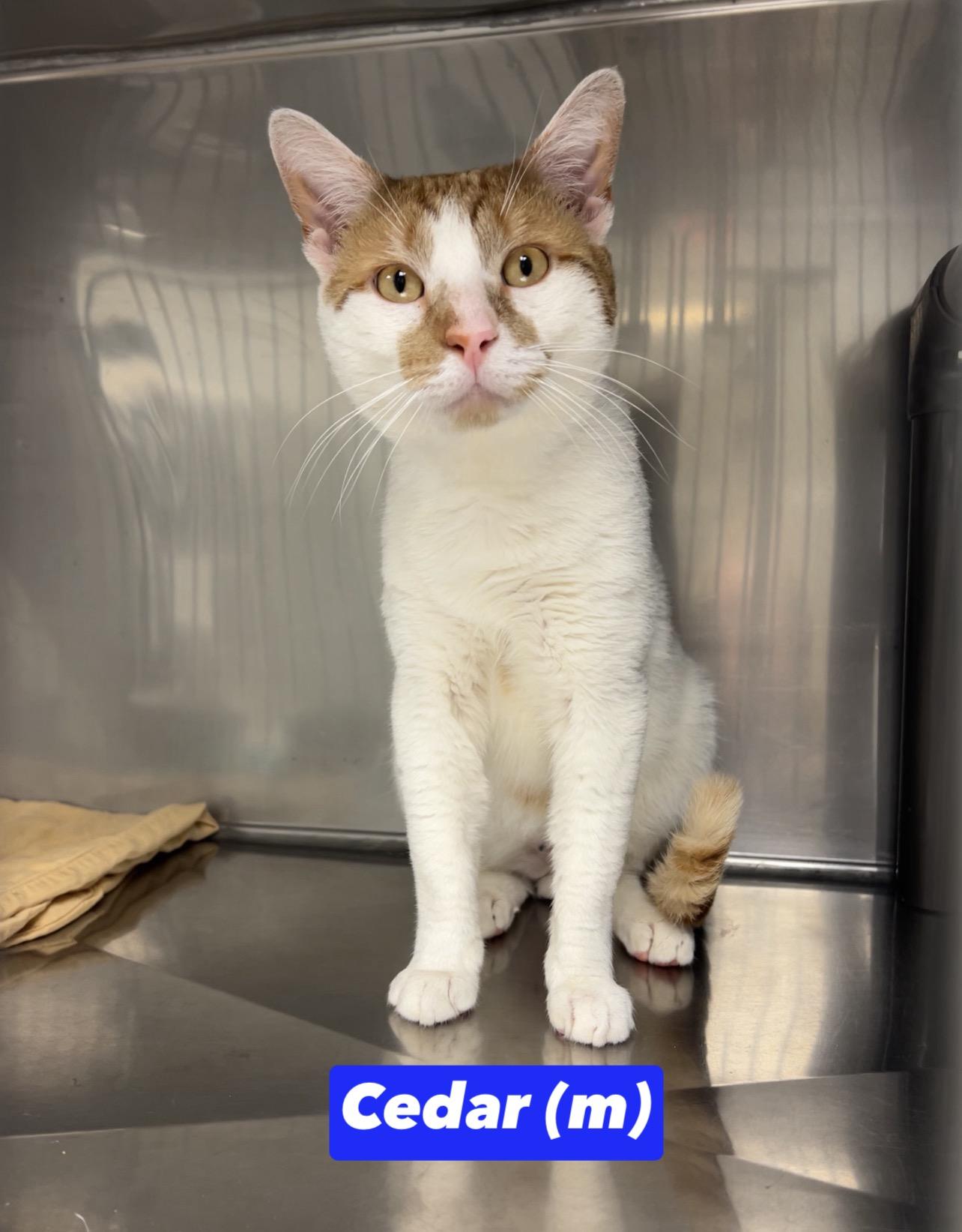 Cedar, Adoptable, Young Male Domestic Short Hair.