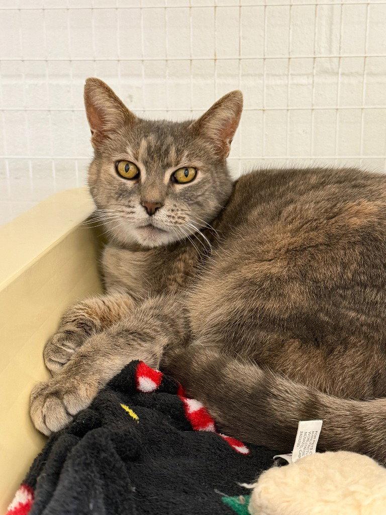 Enlarge Helen 14-35, a Adoptable Domestic Short Hair in St. Helens, OR image 1/2