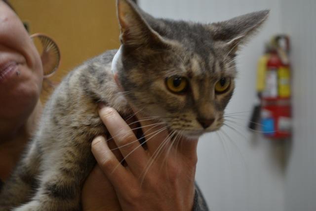 Enlarge Helen 14-35, a Adoptable Domestic Short Hair in St. Helens, OR image 2/2