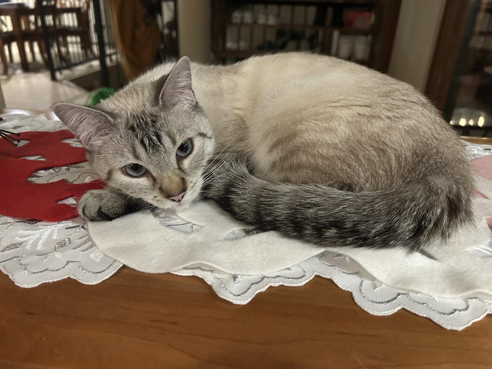 Double Mini, a Adoptable Domestic Medium Hair in Colorado Springs, CO image 1/2