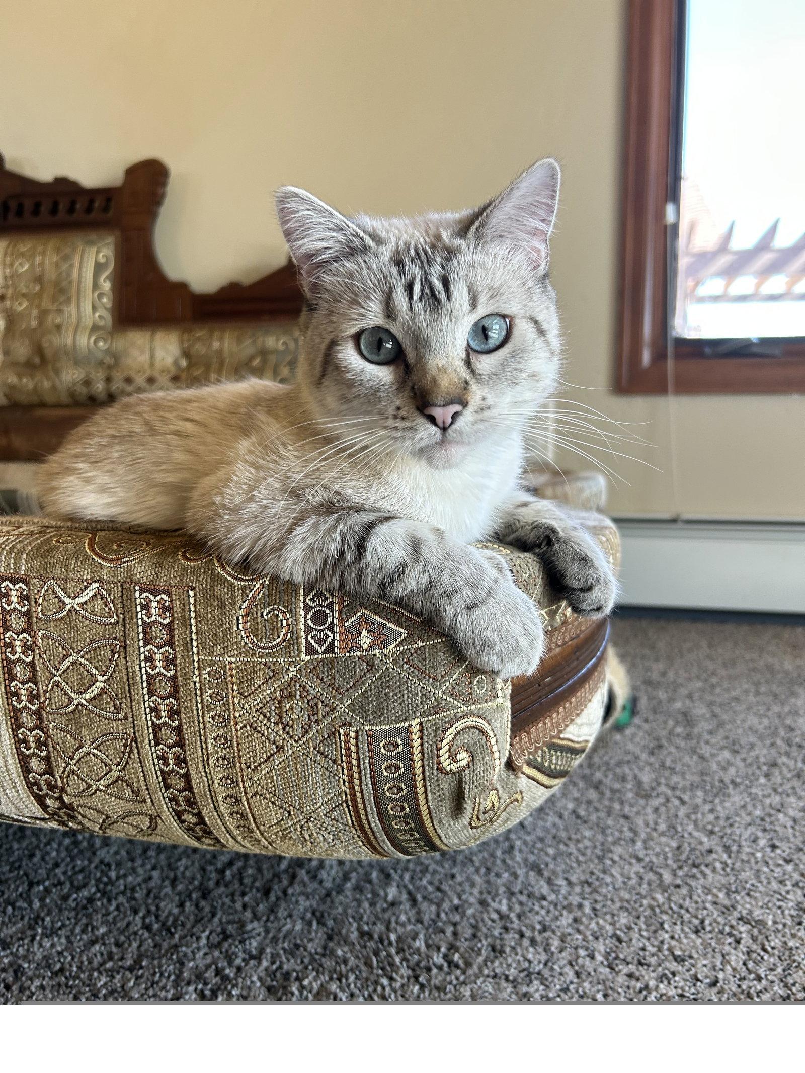 Double Mini, a Adoptable Domestic Medium Hair in Colorado Springs, CO image 2/2