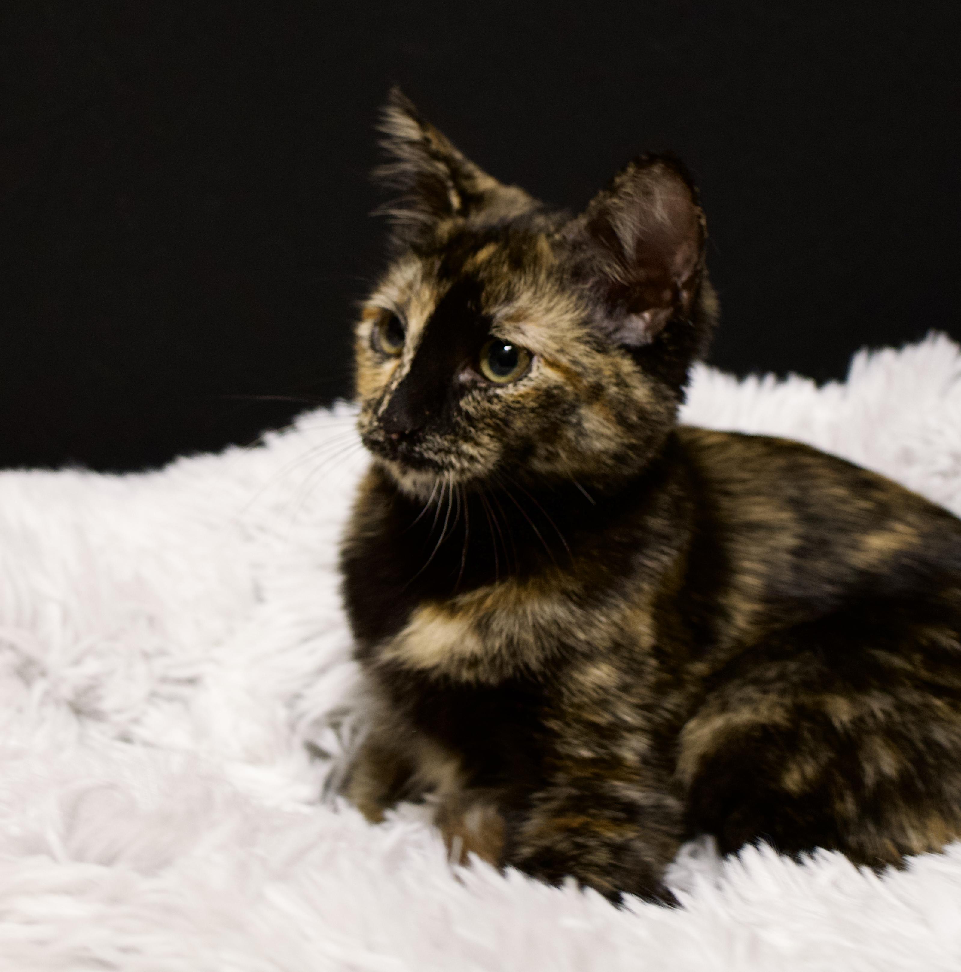 Enlarge Calli, a Adoptable Tortoiseshell in Farmington, MN image 4/5