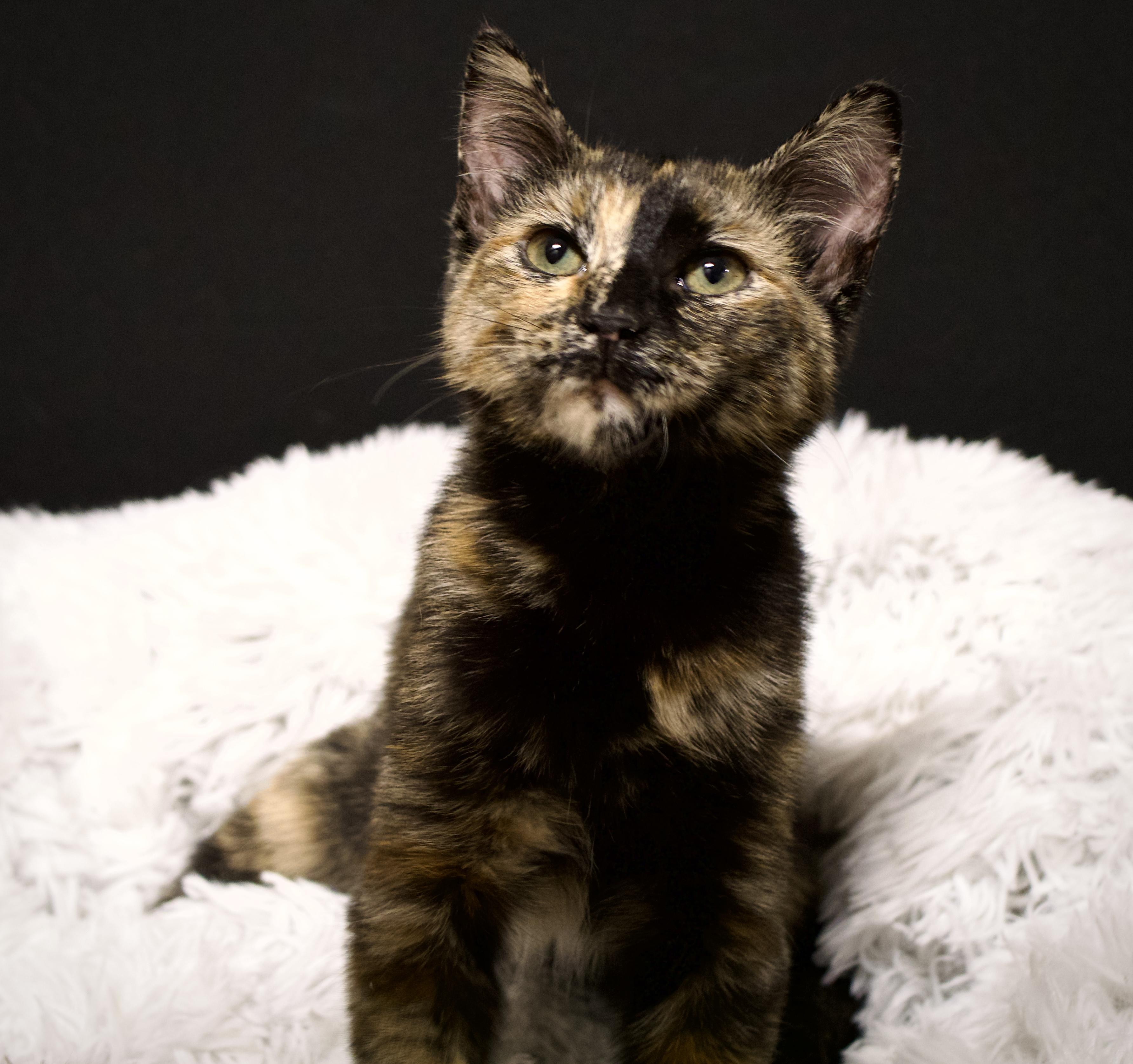 Enlarge Calli, a Adoptable Tortoiseshell in Farmington, MN image 5/5