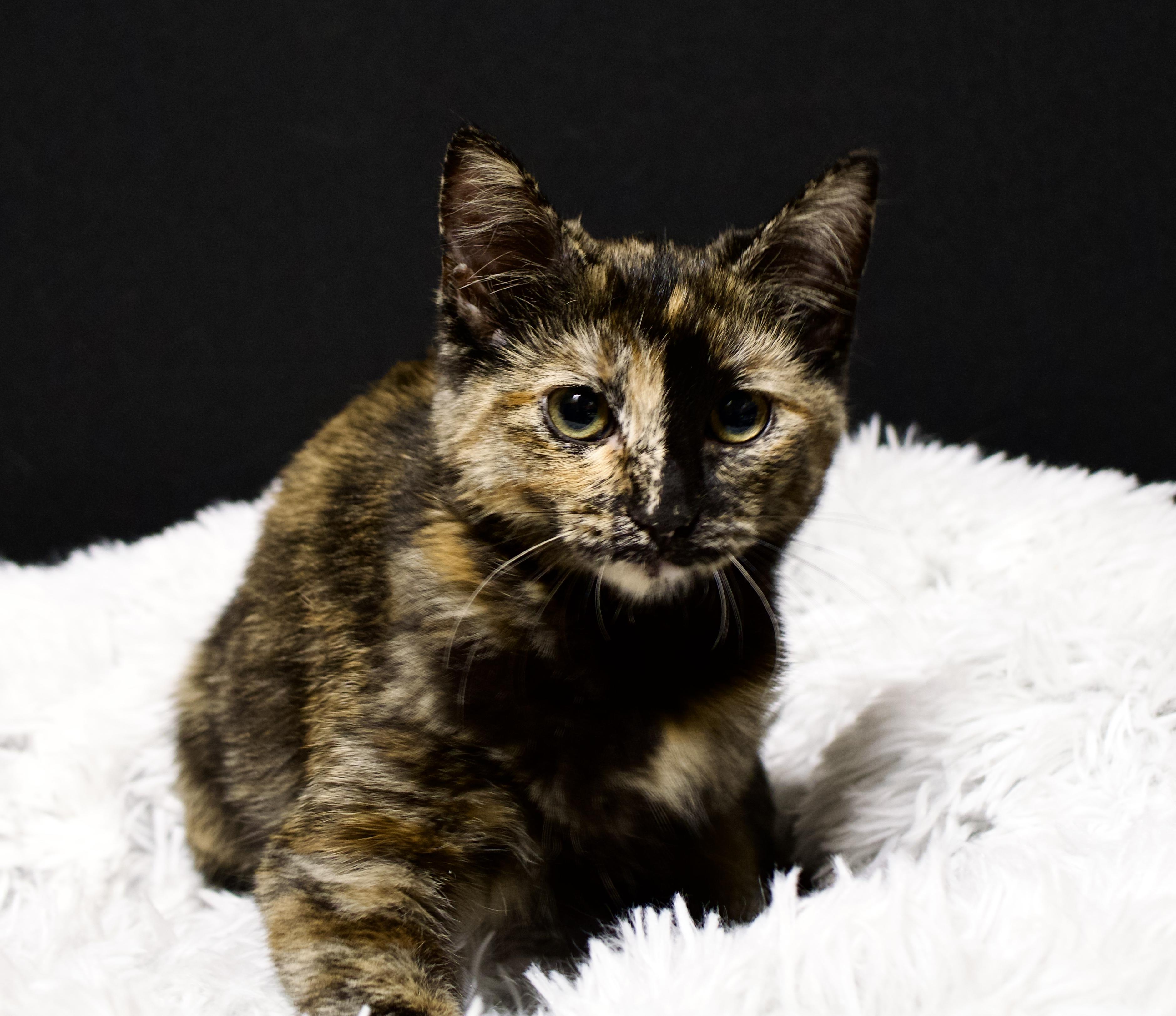 Enlarge Calli, a Adoptable Tortoiseshell in Farmington, MN image 3/5
