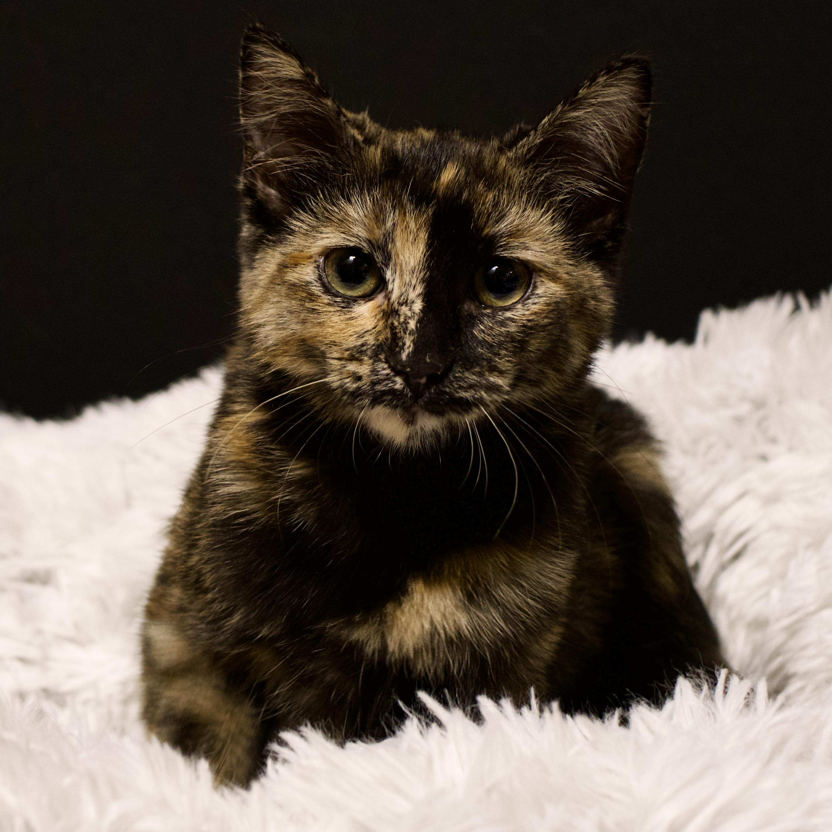 Enlarge Calli, a Adoptable Tortoiseshell in Farmington, MN image 2/5