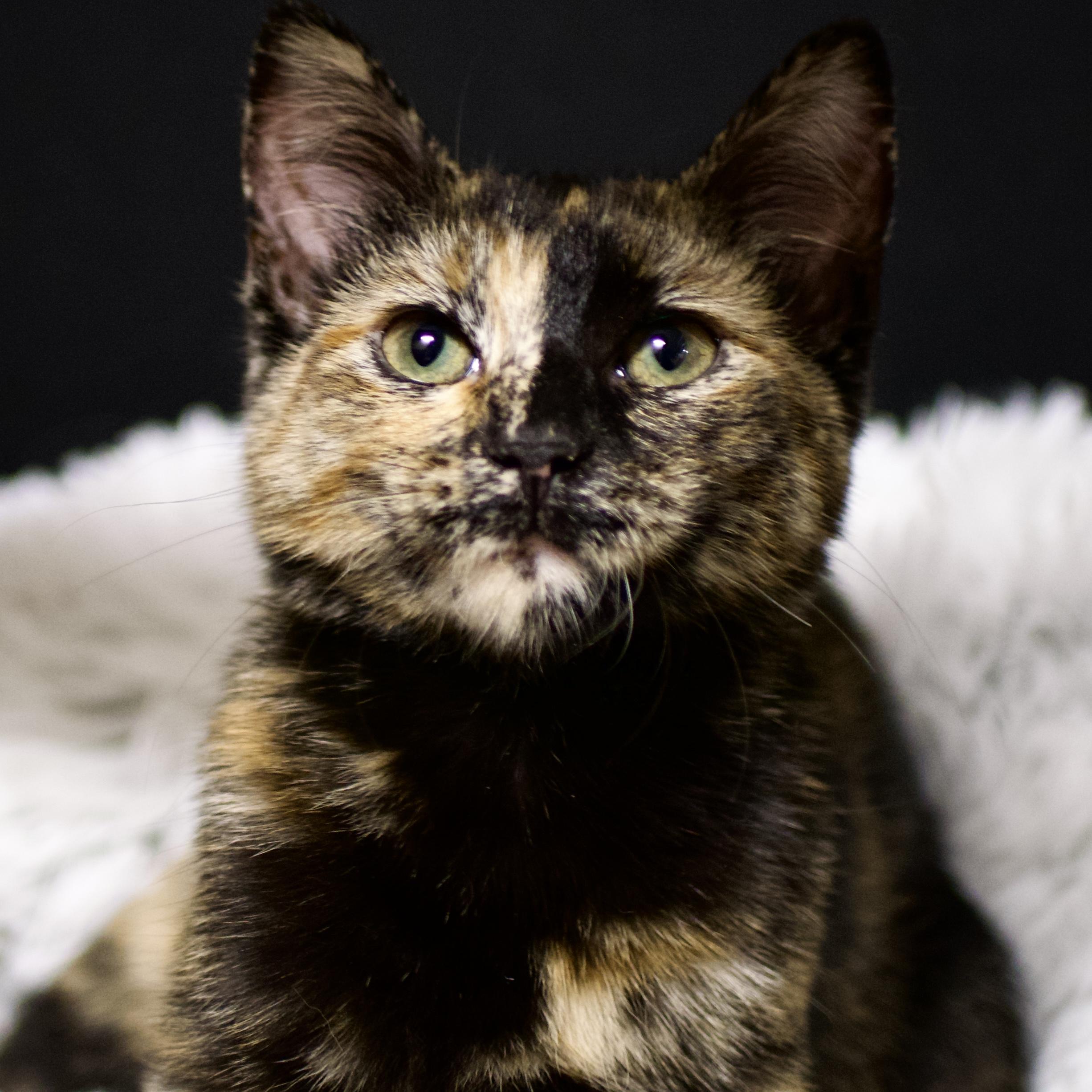Calli, Adoptable, Kitten Female Tortoiseshell.
