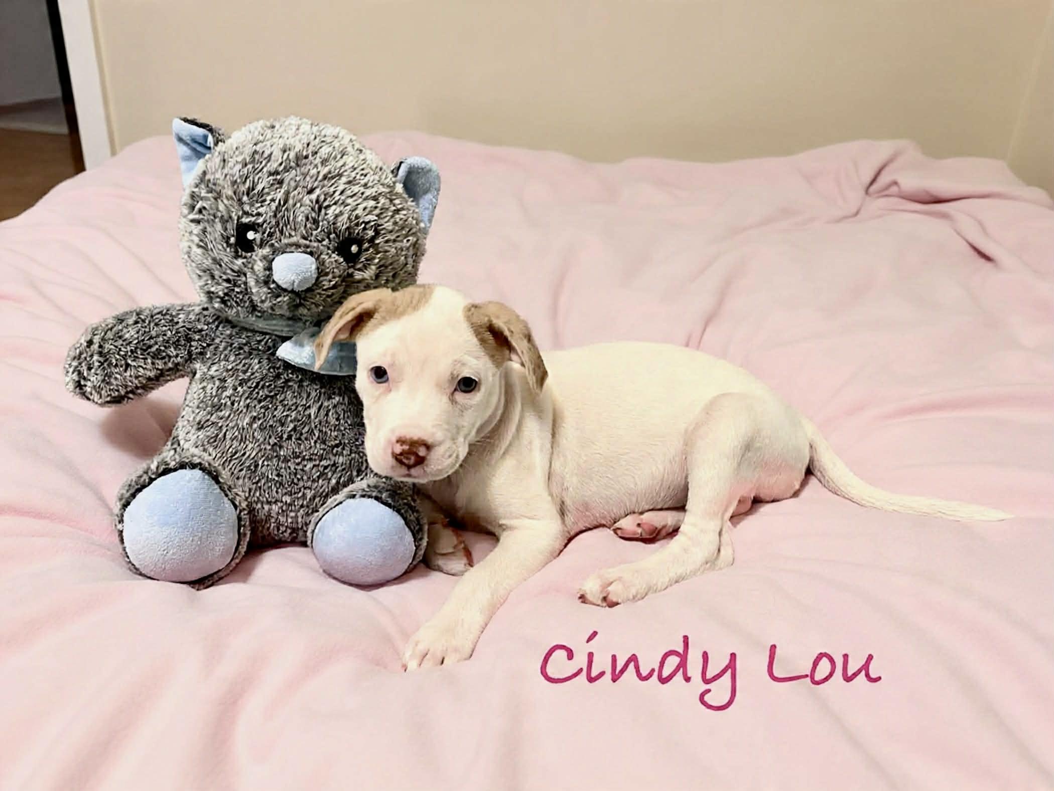 Enlarge Cindy Lou, a ADOPTABLE mixed breed in Hatfield, PA image 3/3