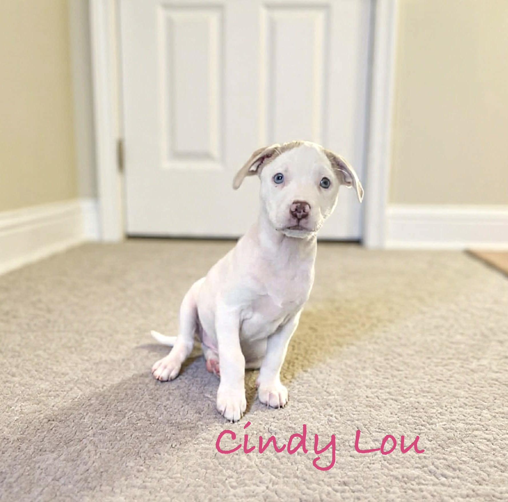 Cindy Lou thumbnail 3