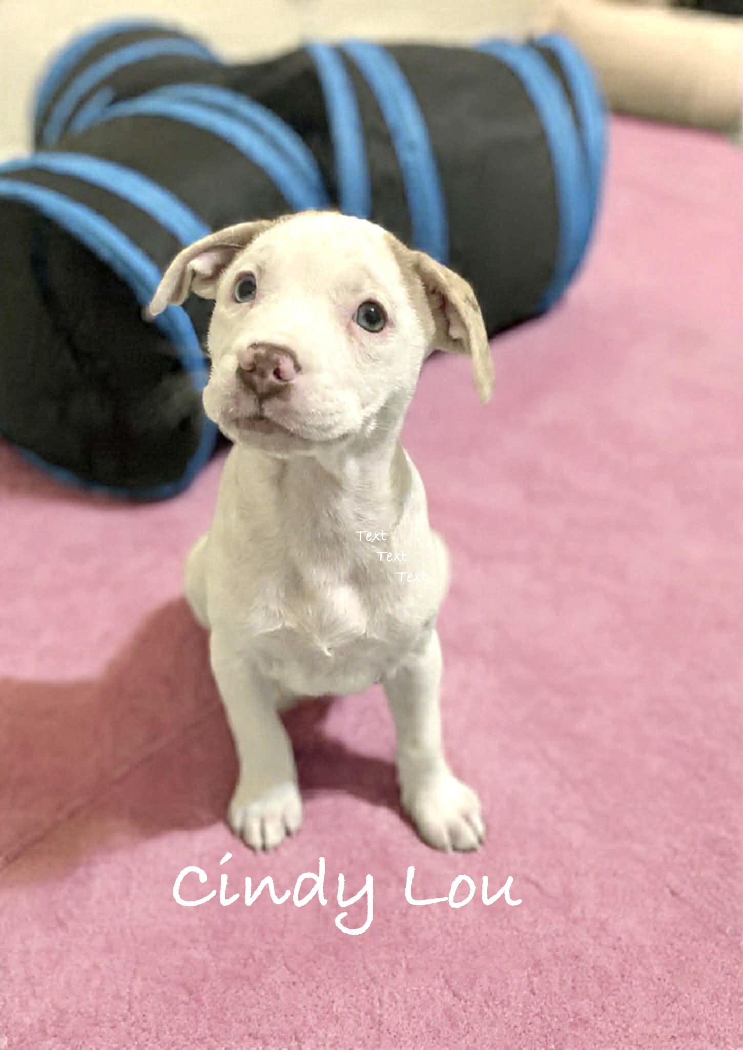 Cindy Lou, ADOPTABLE, Puppy Female Terrier.