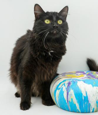 Mia (BONDED with MAX) - DOUBLE THE SUPER FLOOF lovers!  VIDEO - possible therapy duo!