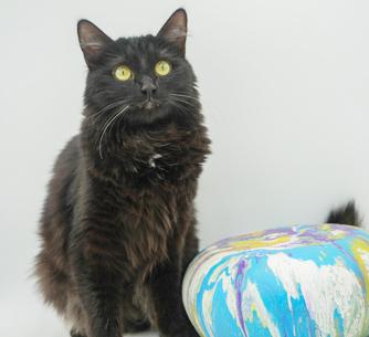 Mia (BONDED with MAX) - DOUBLE THE SUPER FLOOF lovers!  VIDEO - possible therapy duo!