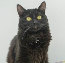 Mia (BONDED with MAX) - DOUBLE THE SUPER FLOOF lovers!  VIDEO - possible therapy duo!