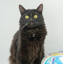 Mia (BONDED with MAX) - DOUBLE THE SUPER FLOOF lovers!  VIDEO - possible therapy duo!