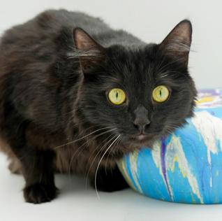 Mia (BONDED with MAX) - DOUBLE THE SUPER FLOOF lovers!  VIDEO - possible therapy duo!