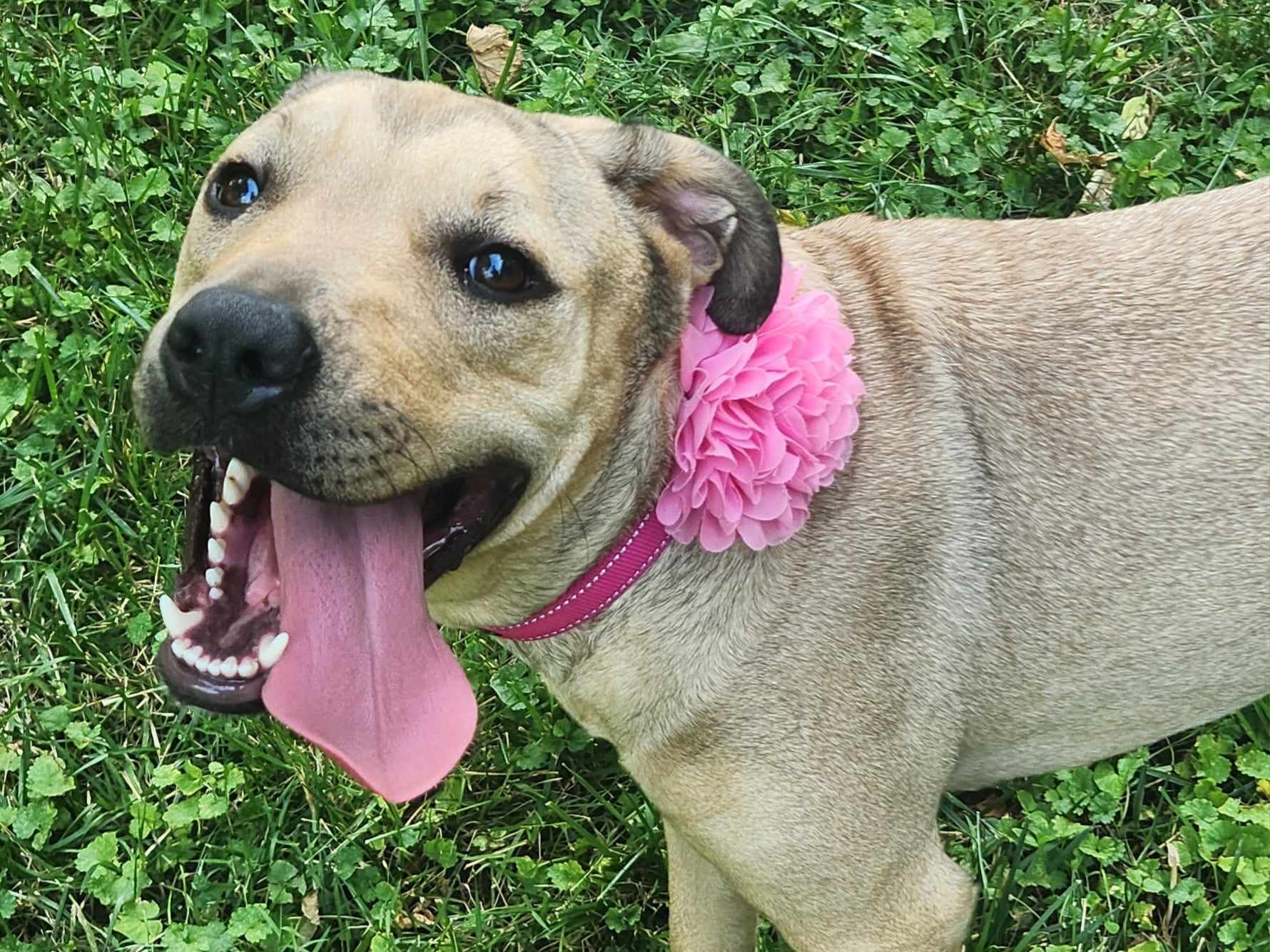 Daisy Mae, Adopted, Young Female Mastiff & Pit Bull Terrier.