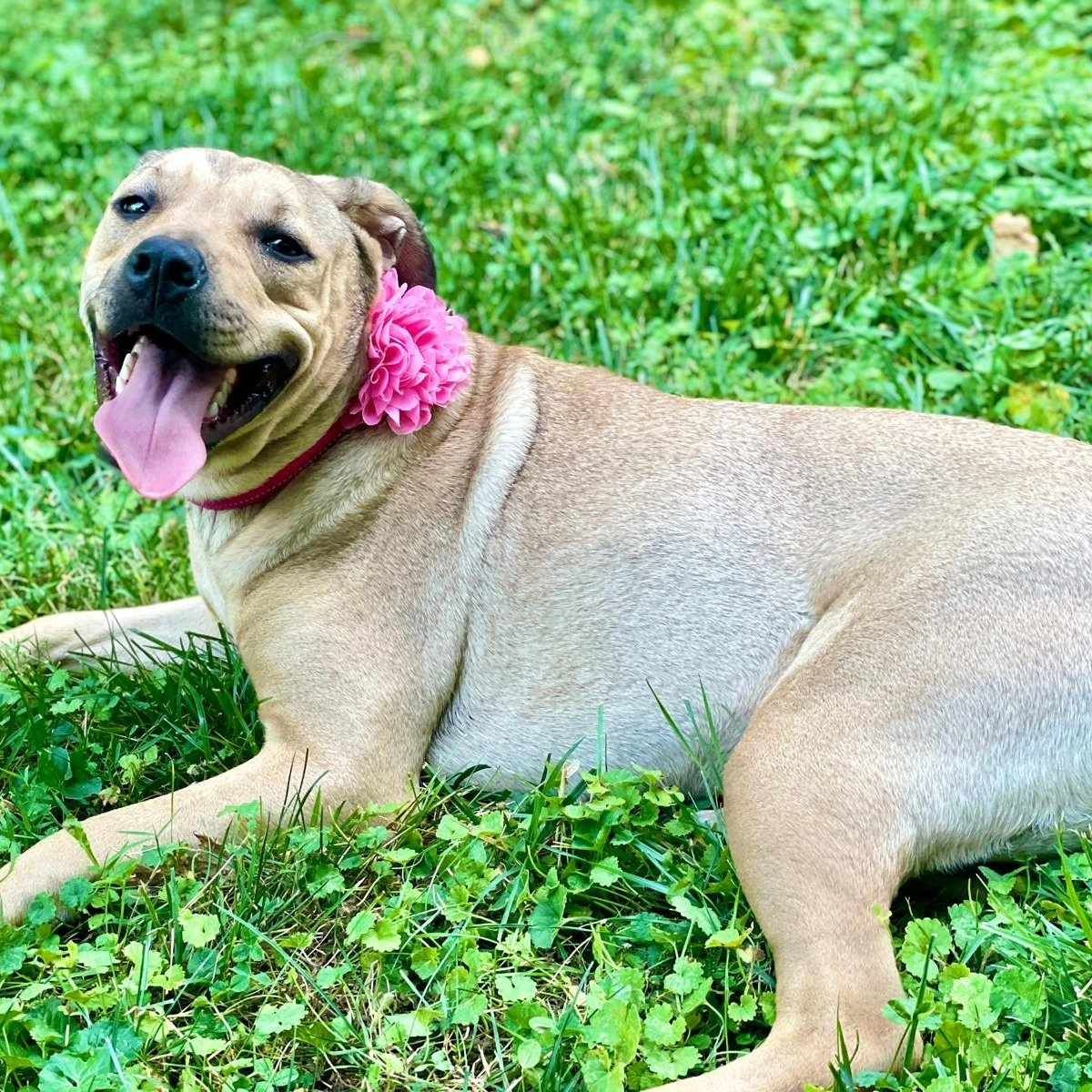 Daisy Mae, a Adopted mixed breed in Louisville, KY image 2/5