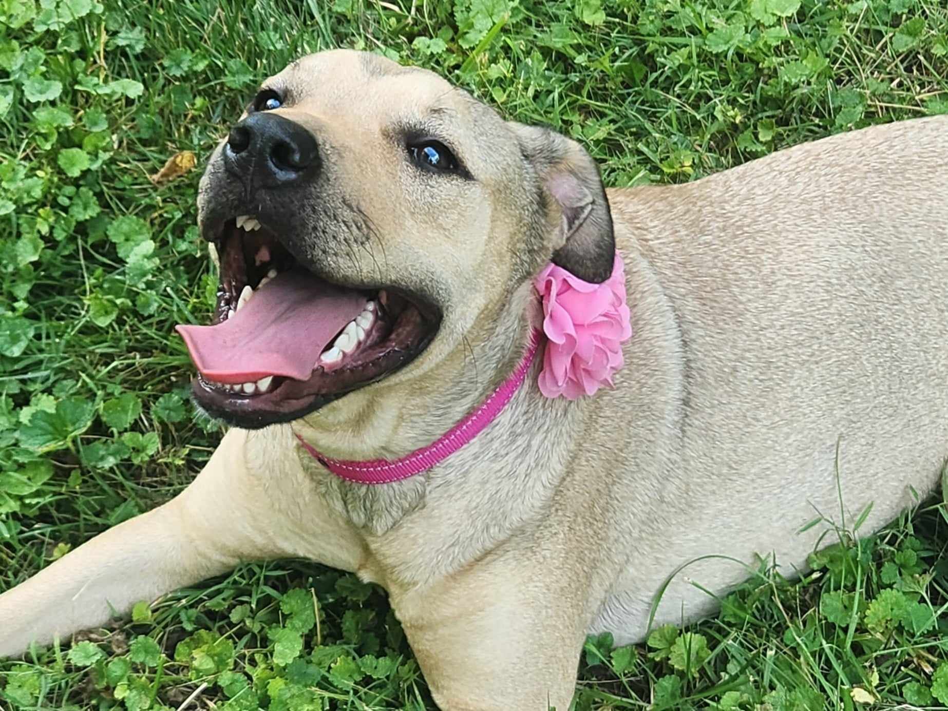 Daisy Mae, a Adopted mixed breed in Louisville, KY image 3/5