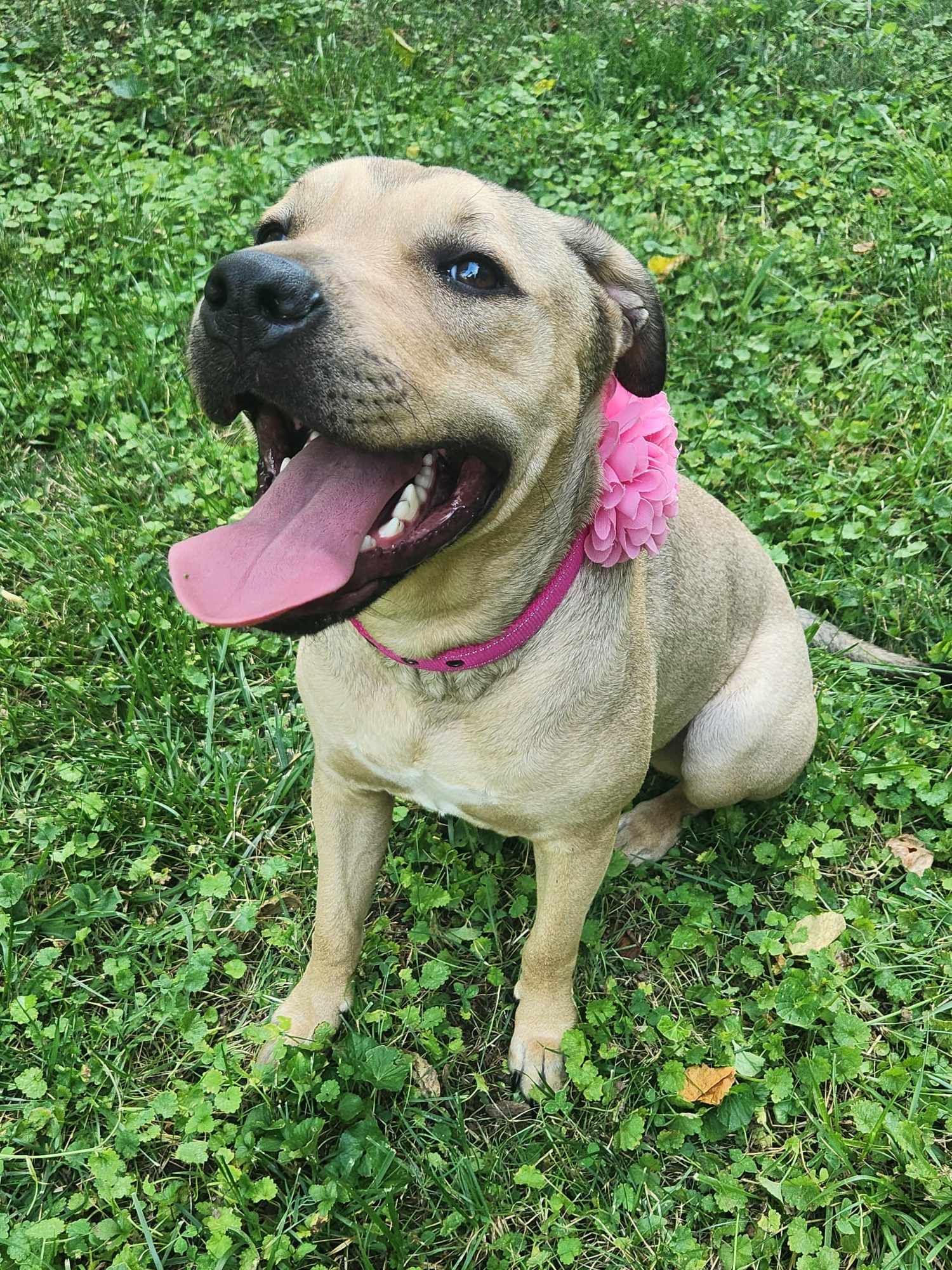 Daisy Mae, a Adopted mixed breed in Louisville, KY image 4/5