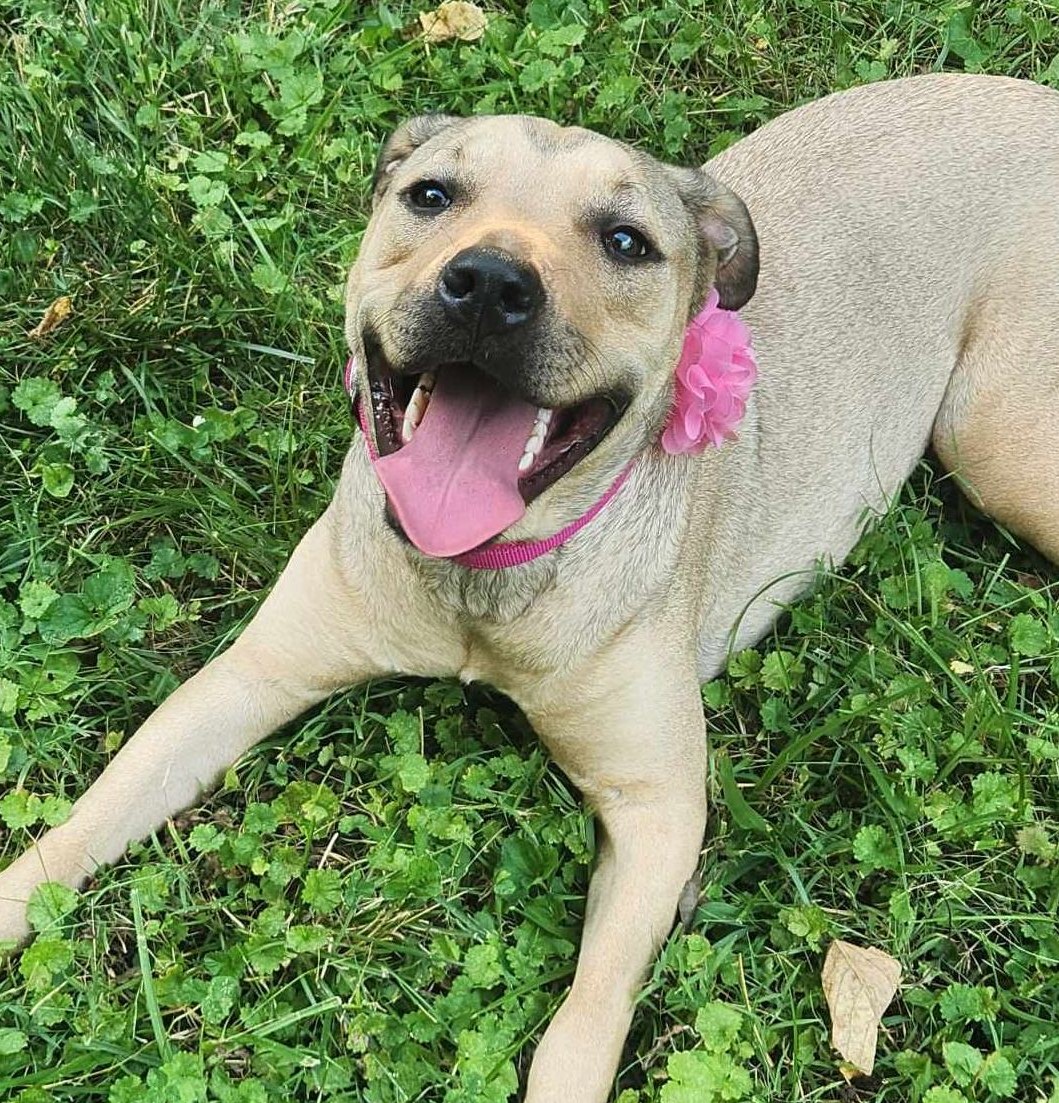 Daisy Mae, a Adopted mixed breed in Louisville, KY image 5/5