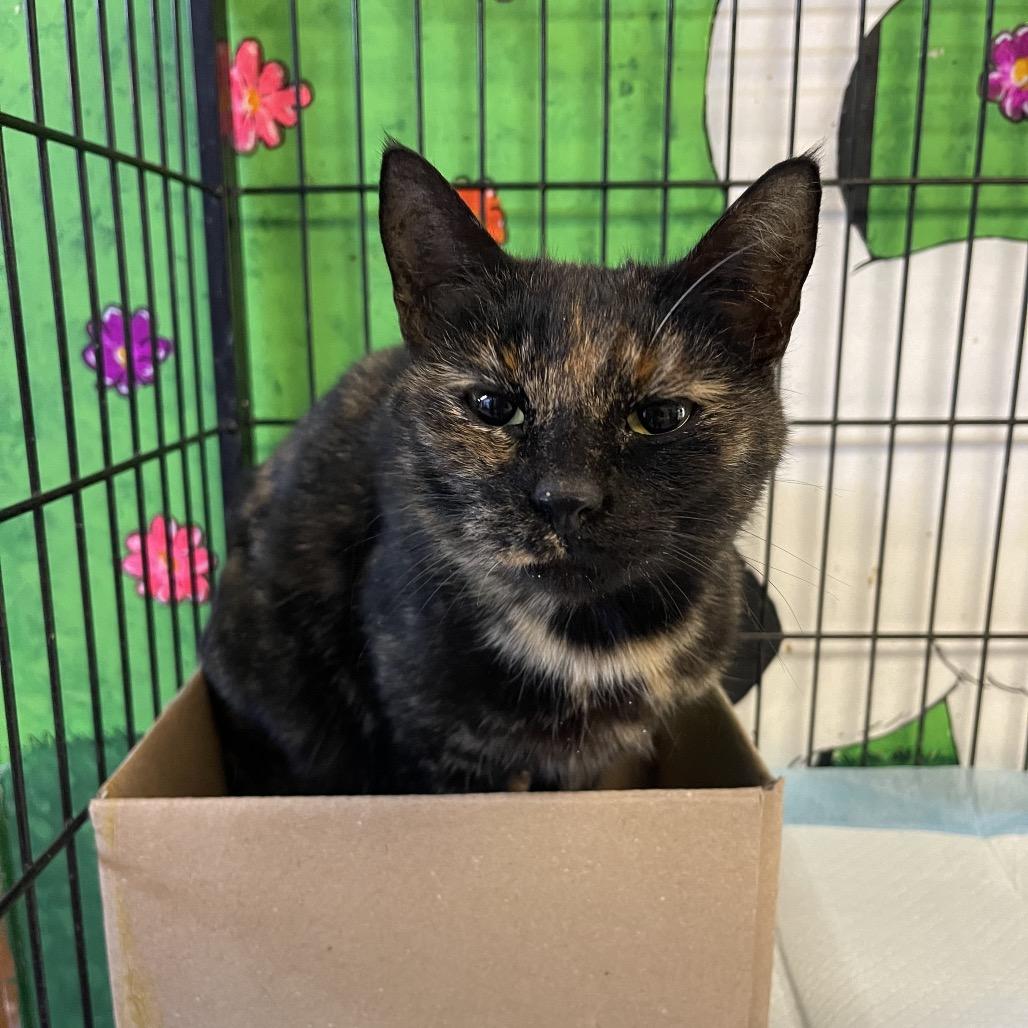 Patches, Adoptable, Young Female Domestic Short Hair.