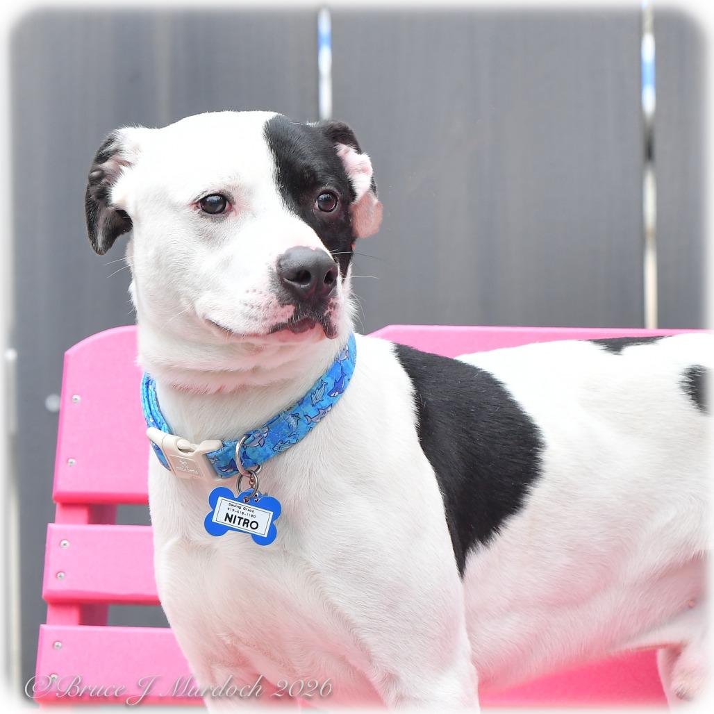 Nitro, Adoptable, Adult Male Pit Bull Terrier.