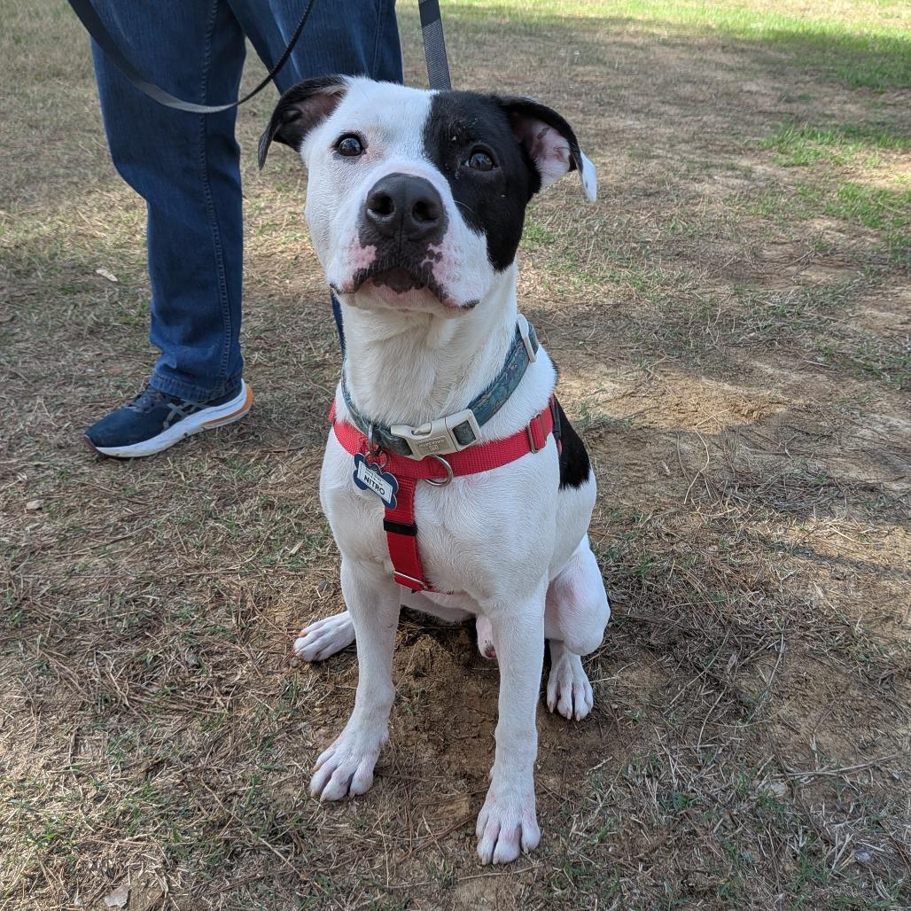 Enlarge Nitro, a Adoptable Pit Bull Terrier in Wake Forest, NC image 2/6
