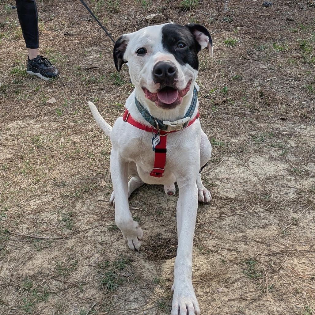Enlarge Nitro, a Adoptable Pit Bull Terrier in Wake Forest, NC image 3/6