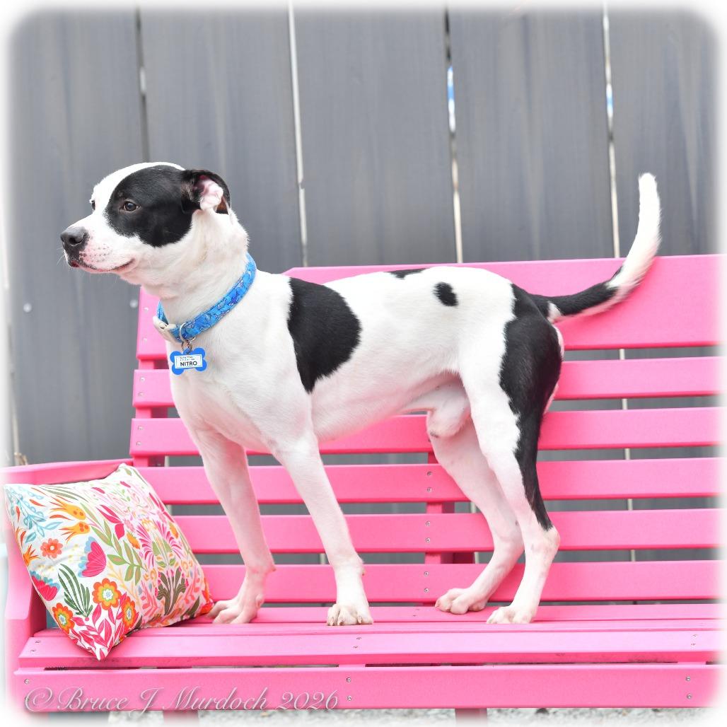 Enlarge Nitro, a Adoptable Pit Bull Terrier in Wake Forest, NC image 2/3